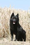 SCHIPPERKE 080